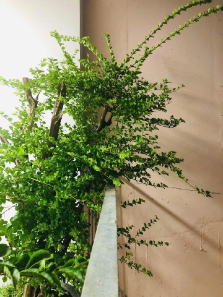 Bán nhà hẻm 80 Nguyễn Cửu Vân, Bình Thạnh - ảnh 1