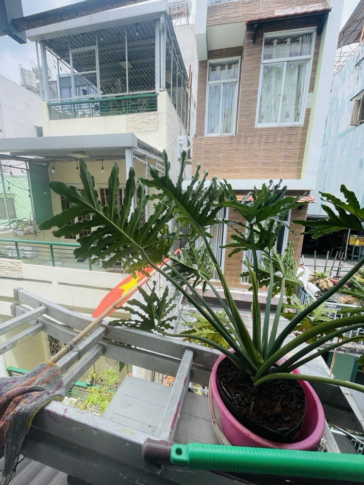 Bán nhà hẻm 704 Nguyễn Đình Chiểu, Quận 3 - ảnh 5